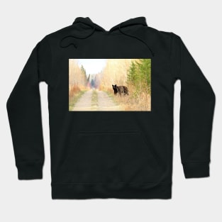 Black Bear on the Trail Hoodie